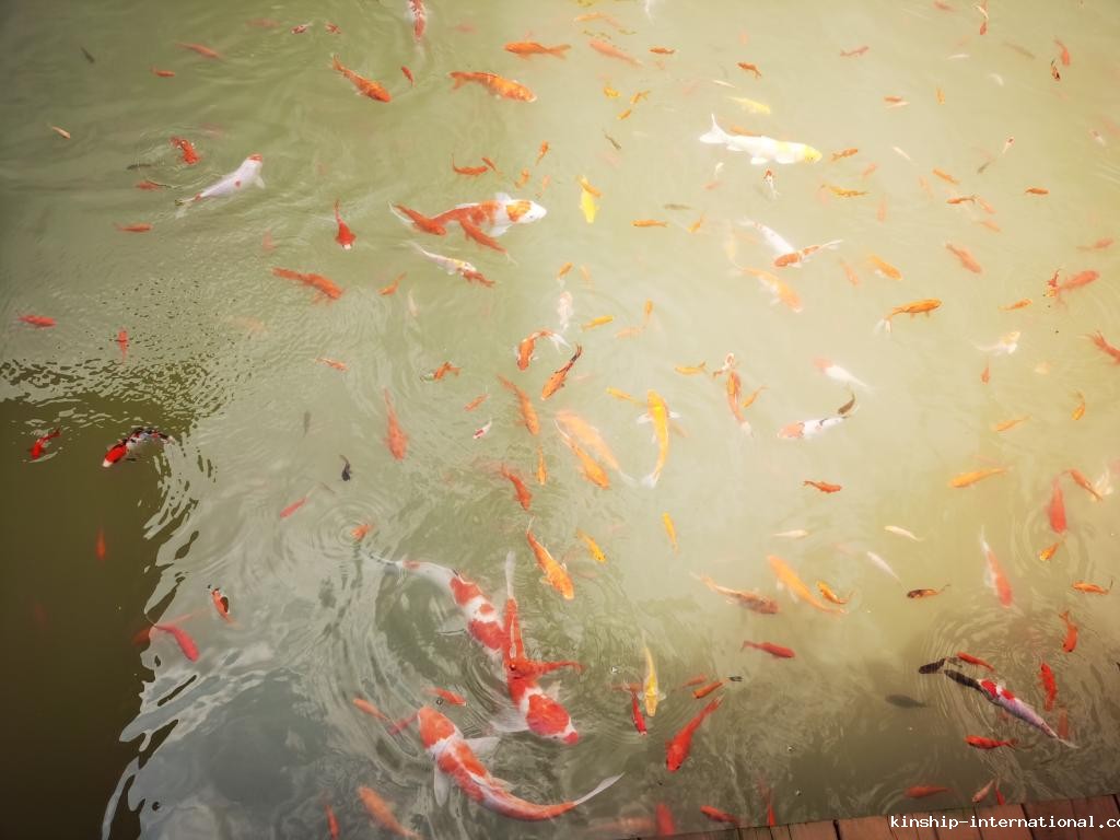 冰心湖中的鱼趣